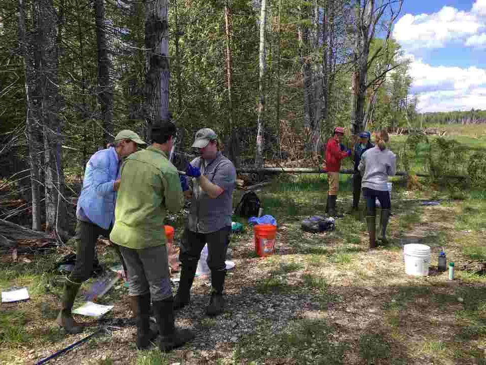 Rattlesnake research